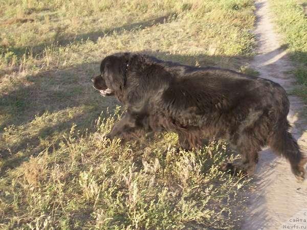 Фото: ньюфаундленд Aarnikarhun Kashka