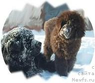 Фото: ньюфаундленд Царевич Империи Ньюф от Марлеон Дусвик, ньюфаундленд Черный Шарм Амбер Бест Дог ФО Марлеон