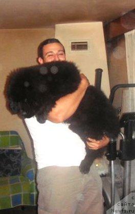 Фото: ньюфаундленд Masterpiece of Balkan Bulgarian Bacchus