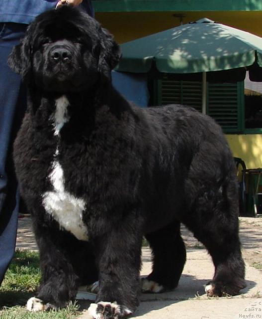 Фото: ньюфаундленд Masterpiece of Balkan Abracadabra