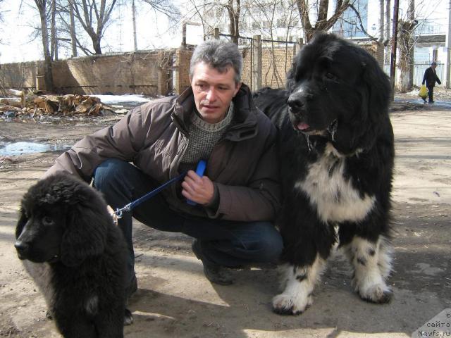 Фото: ньюфаундленд Юнона, ньюфаундленд Маг Исполин Ерихон, Андрей Кошкидько