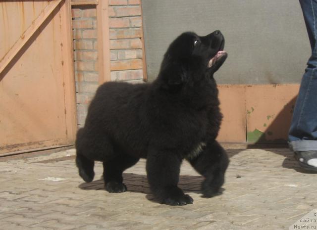 Фото: ньюфаундленд Портер с Берега Дона