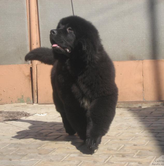 Фото: ньюфаундленд Портер с Берега Дона