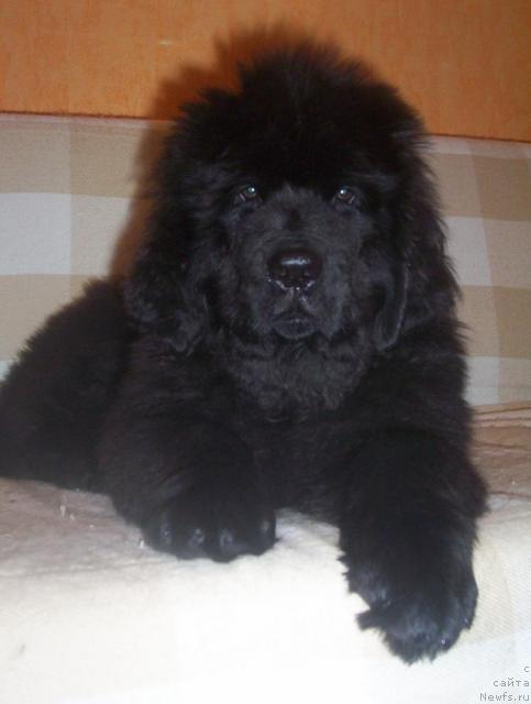 Фото: ньюфаундленд Уютная Долина Адальбьерг Констанс