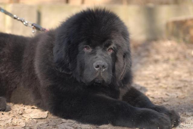 Фотография № 40645