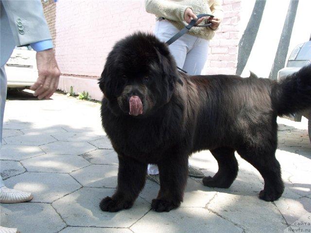 Фото: ньюфаундленд Жетта Блэк Меджик от Сибирского Медведя (Zhetta Black Magic ot Sibirskogo Medvedja)