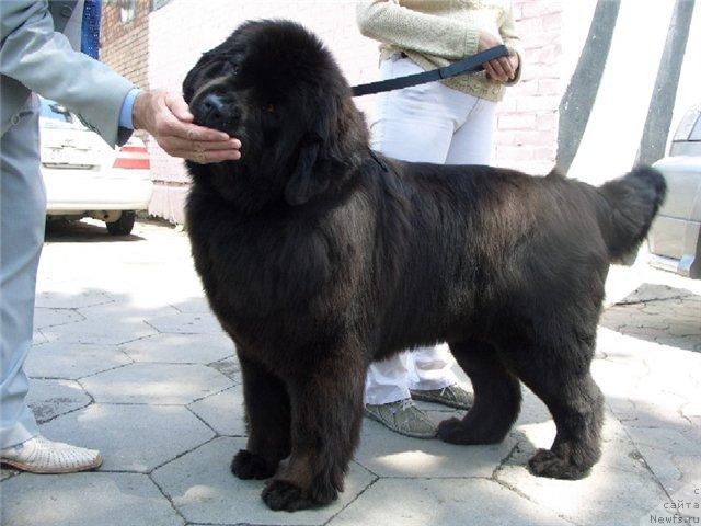 Фото: ньюфаундленд Жетта Блэк Меджик от Сибирского Медведя (Zhetta Black Magic ot Sibirskogo Medvedja)