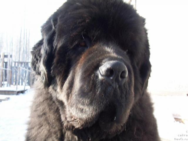 Фото: ньюфаундленд Карат из Медвежьего Яра (Karat iz Medvejyego Yara)