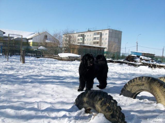 Фото: ньюфаундленд Ярада из Сибирской Глубинки (Yarada iz Sibirskoy Glubinki)