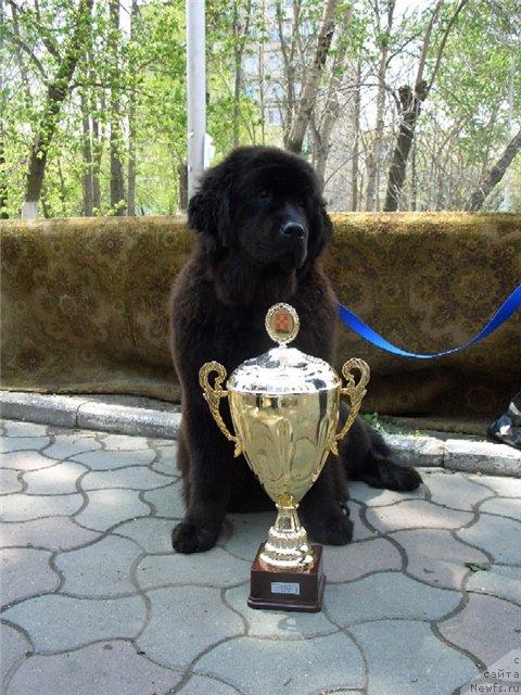 Фото: ньюфаундленд Беатрис