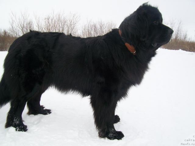 Фото: ньюфаундленд Глория Гранд Блек