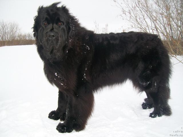 Фото: ньюфаундленд Fortuna of Giant's Island