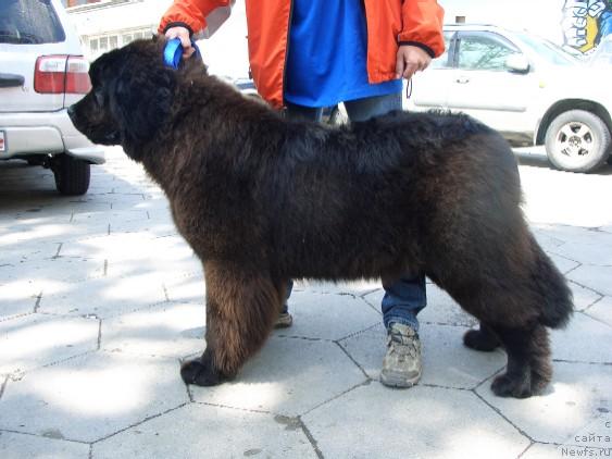 Фото: ньюфаундленд Беатрис