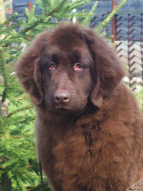 Фото: ньюфаундленд Обворожительная Дама