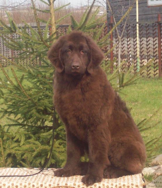 Фото: ньюфаундленд Обворожительная Дама