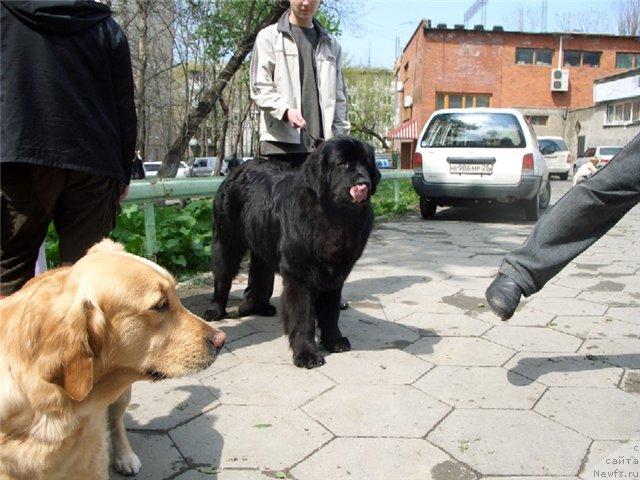 Фото: ньюфаундленд Барон