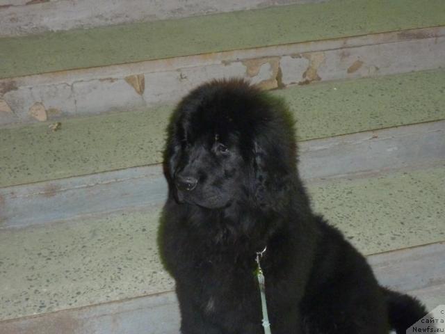 Фото: ньюфаундленд Анабель Голден Хёт Бэль Кане