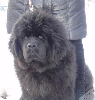 Фото: ньюфаундленд Ньюфорт Млечный Путь