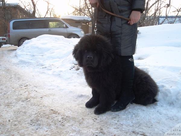 Фото: ньюфаундленд Ньюфорт Млечный Путь