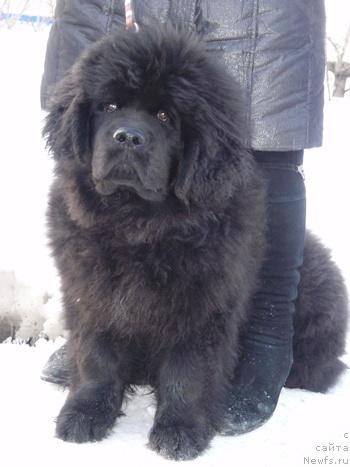 Фото: ньюфаундленд Ньюфорт Млечный Путь