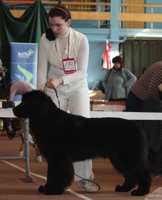 Фото: ньюфаундленд Таис Вялiкi Мядзведзь