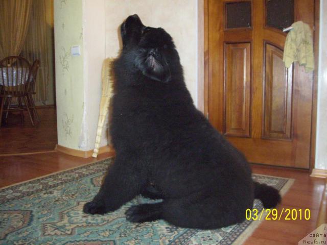 Фото: Елена Пашина, ньюфаундленд Бегущая по Волнам Ритм энд Блюз