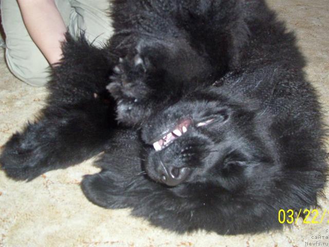 Фото: ньюфаундленд Бегущая по Волнам Ритм энд Блюз