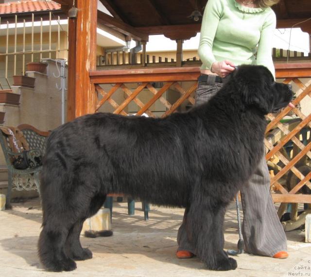 Фото: ньюфаундленд Masterpiece of Balkan Bosnian Big Dream