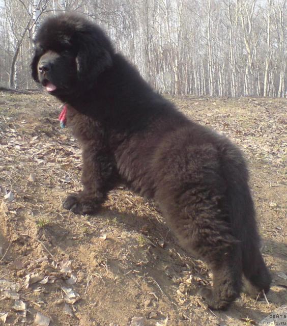 Фото: ньюфаундленд Уютная Долина Андрос Гриф