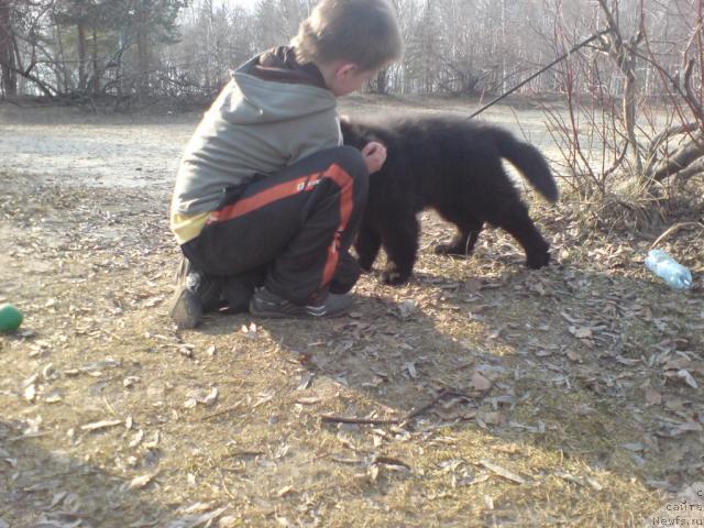 Фото: ньюфаундленд Уютная Долина Андрос Гриф