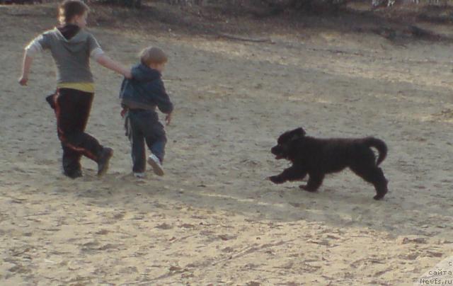Фото: ньюфаундленд Уютная Долина Андрос Гриф