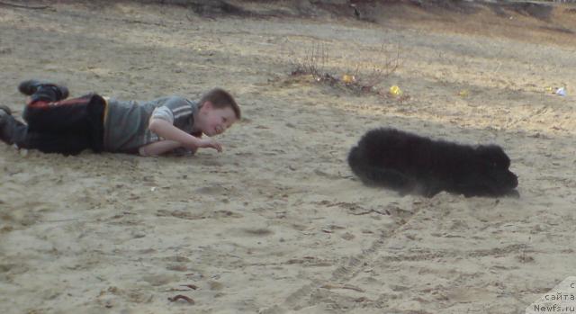 Фото: ньюфаундленд Уютная Долина Андрос Гриф