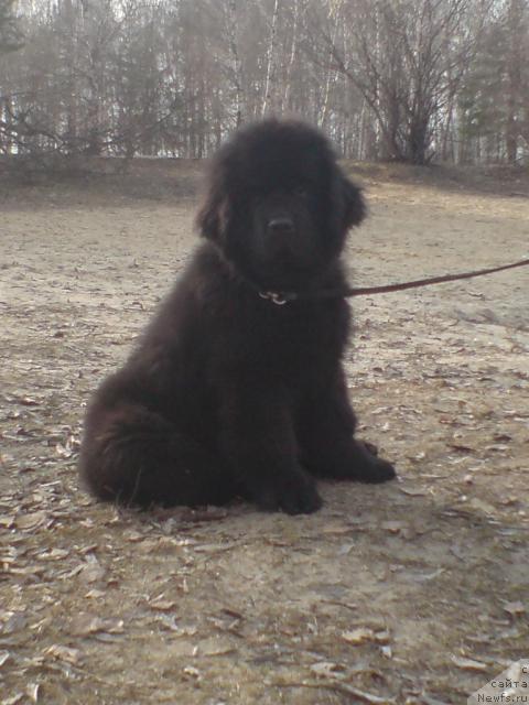 Фото: ньюфаундленд Уютная Долина Андрос Гриф