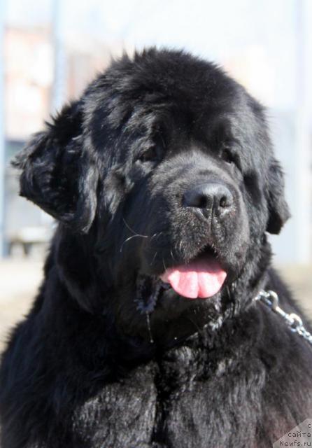 Фото: ньюфаундленд Бегущая по Волнам Сеньорита Сенсация