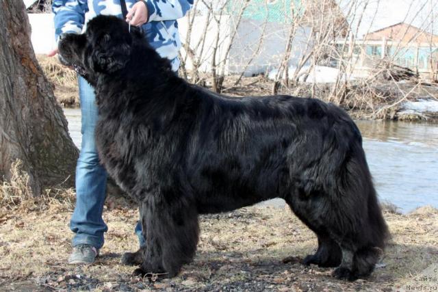 Фото: ньюфаундленд Бегущая по Волнам Сеньорита Сенсация