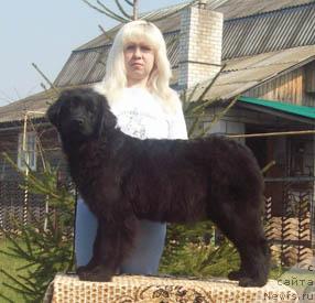 Фото: ньюфаундленд Орифлэйм Шарман Шик, Анна Портнякова