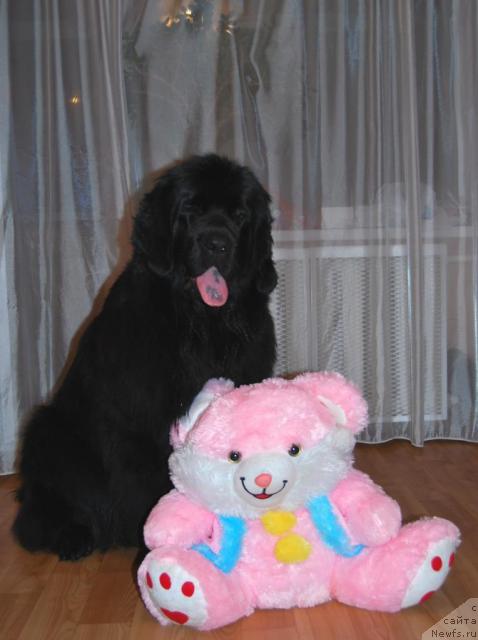 Фото: ньюфаундленд Формула Любви от Сибирского Медведя