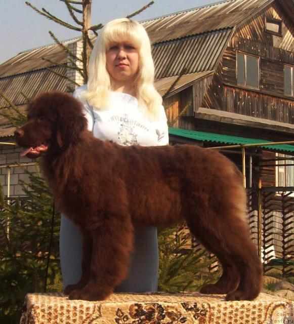 Фото: ньюфаундленд Отрада Любви, Анна Портнякова