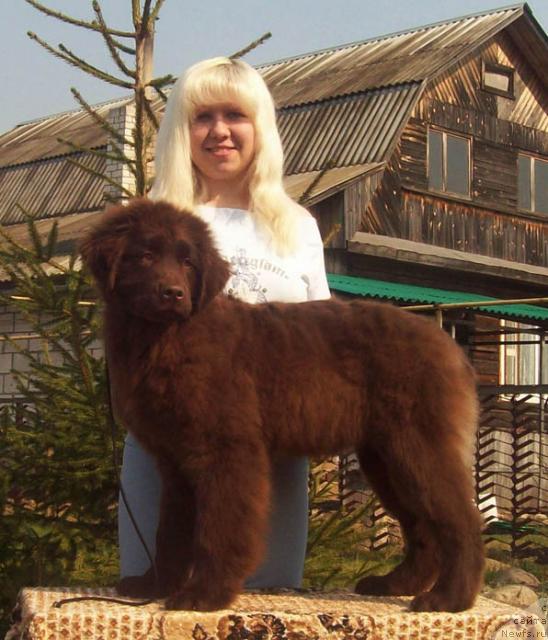 Фото: ньюфаундленд Отрада Любви, Анна Портнякова