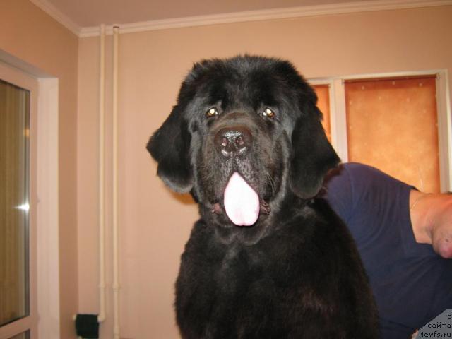 Фото: ньюфаундленд Pamella Almas-Alana