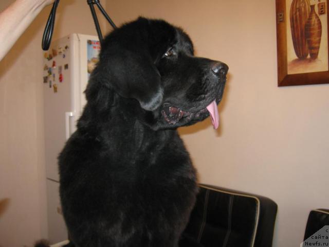 Фото: ньюфаундленд Pamella Almas-Alana