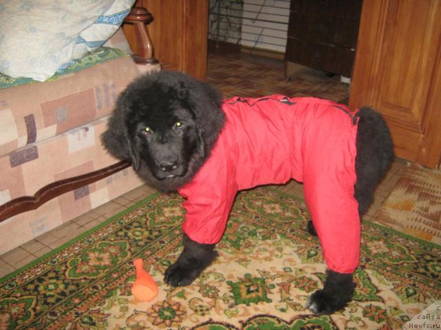 Фото: ньюфаундленд Юнона