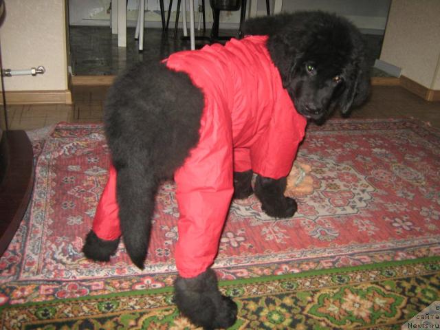 Фото: ньюфаундленд Юнона