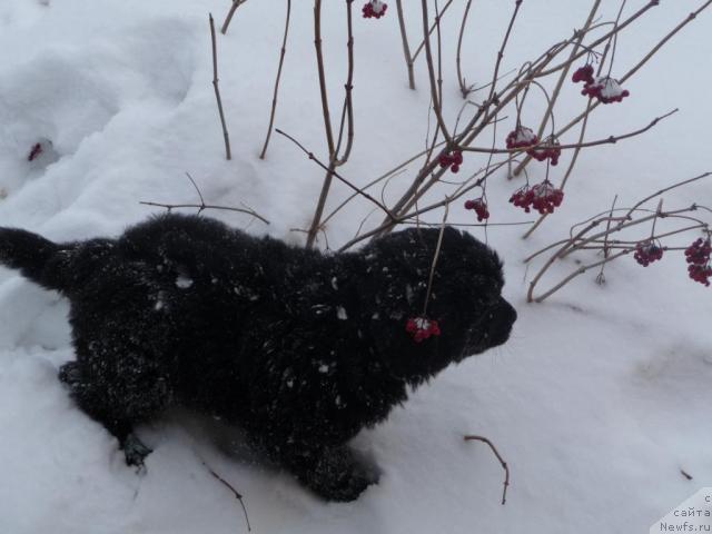 Фото: ньюфаундленд Большая Удача