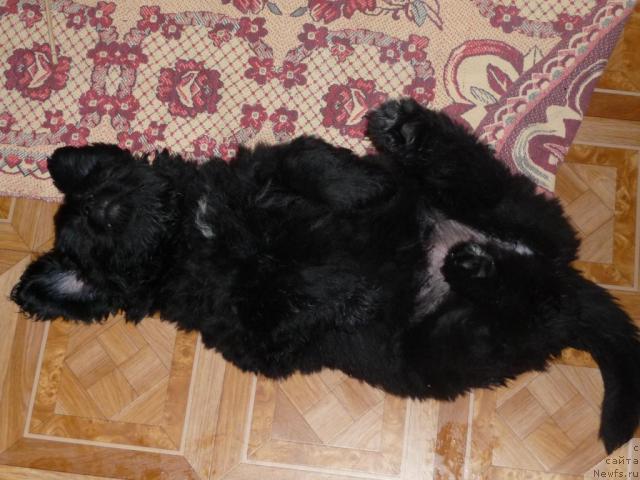 Фото: ньюфаундленд Большая Удача