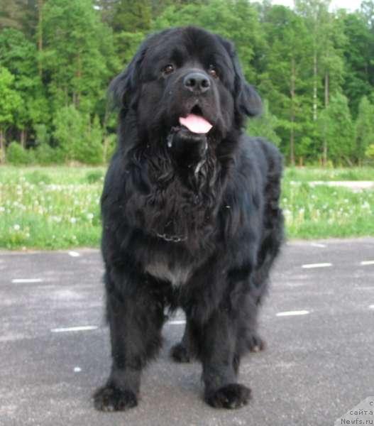 Фото: ньюфаундленд Fiamettahauz Vittorio Emmanuele (Фиаметтахауз Витторио Эммануэле)