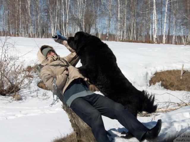Фото: ньюфаундленд Ярада из Сибирской Глубинки (Yarada iz Sibirskoy Glubinki)