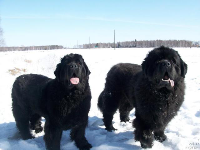 Фото: ньюфаундленд Ярада из Сибирской Глубинки (Yarada iz Sibirskoy Glubinki)