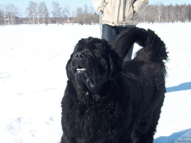 Фото: ньюфаундленд Ярада из Сибирской Глубинки (Yarada iz Sibirskoy Glubinki)