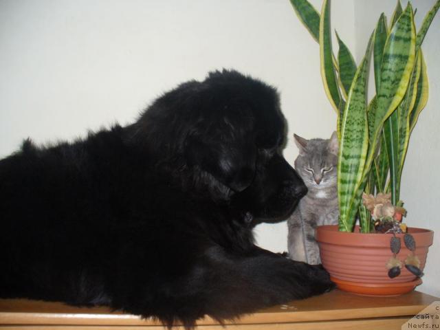 Фото: ньюфаундленд Орхидея Цветок Любви